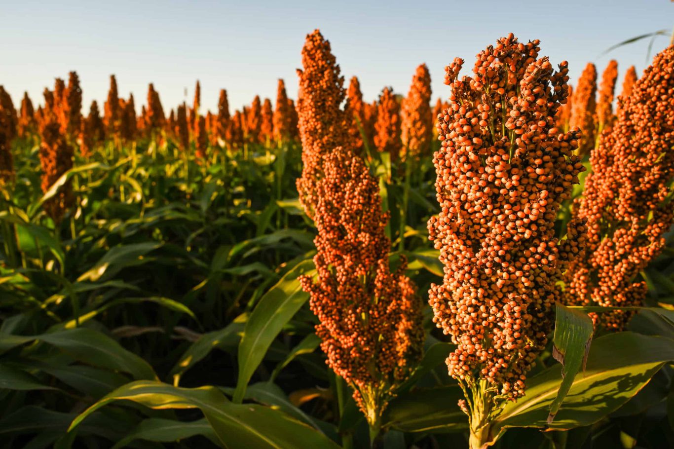 Sorgo tamaulipeco abre oportunidad para producir etanol y atraer inversión