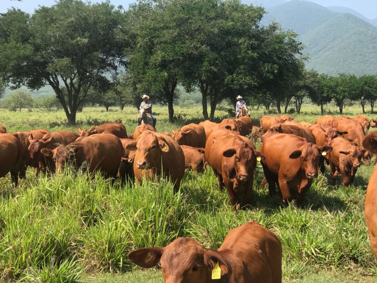 Tamaulipas diseña marca y financiamiento para carne de mayor valor