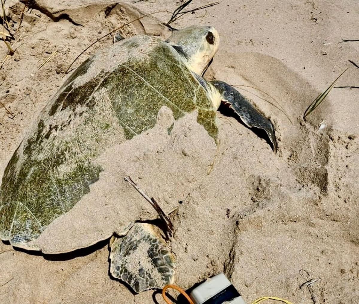 Tamaulipas refuerza resguardo de nidos de tortuga lora