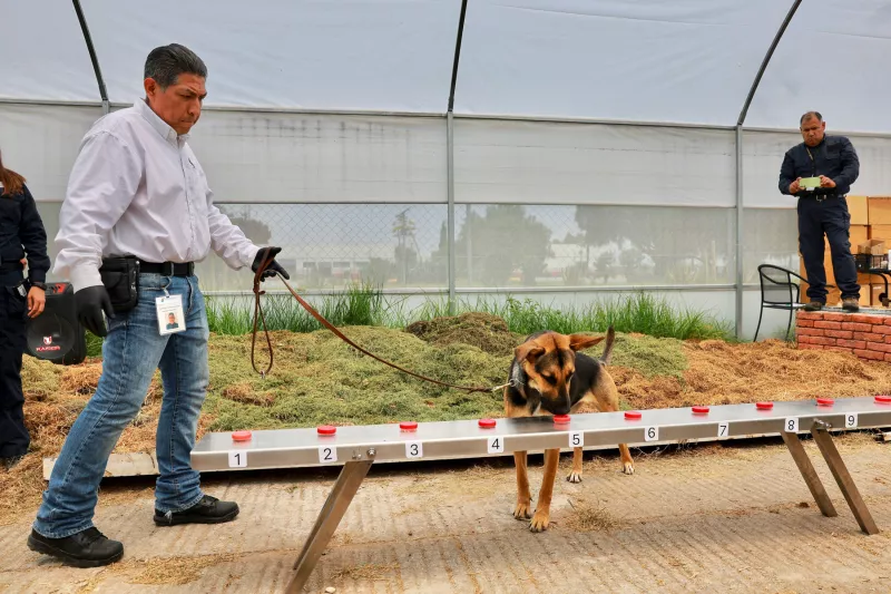 Perros entrenados refuerzan vigilancia contra gusano barrenador