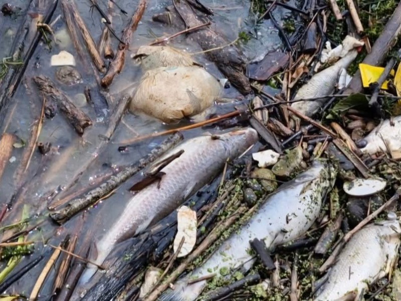 Autoridades descartan riesgo al agua y pesca tras mortandad de peces