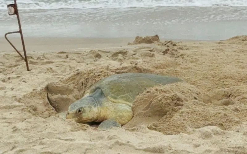 Tortuga lora supera una cifra clave de protección en costas tamaulipecas
