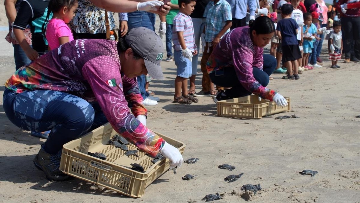 Familias participan en la liberación pública de tortuga lora en La Pesca