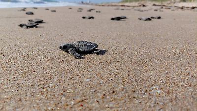 Playa Miramar promueve conciencia ambiental con liberación de tortuga lora